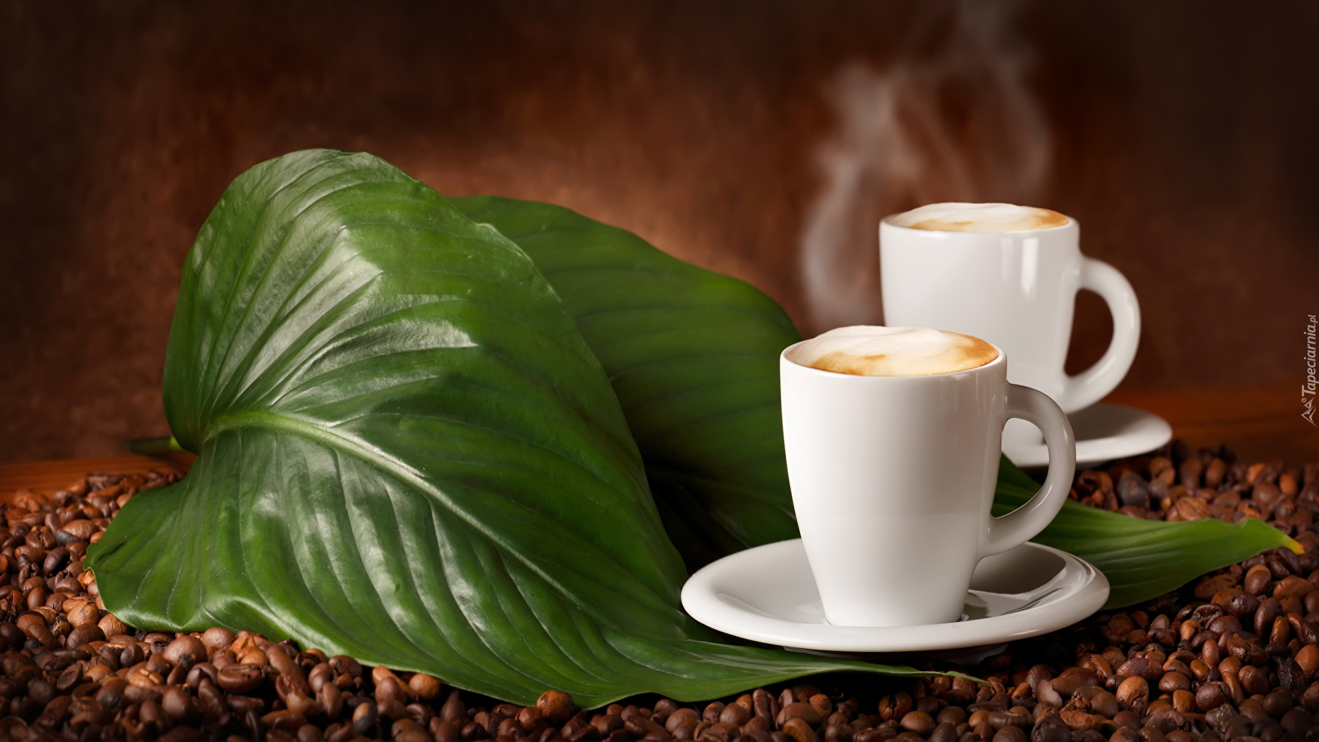 Coffee Plants Methods